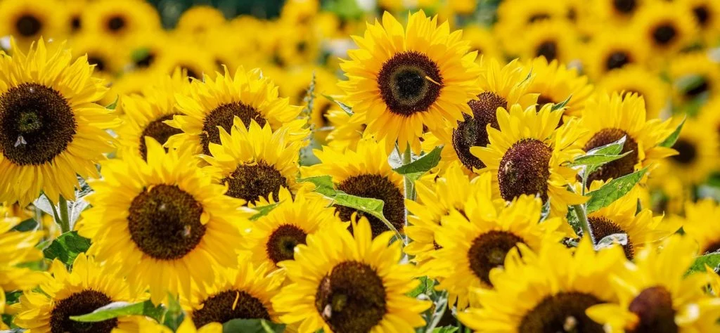 sunflowers in a field